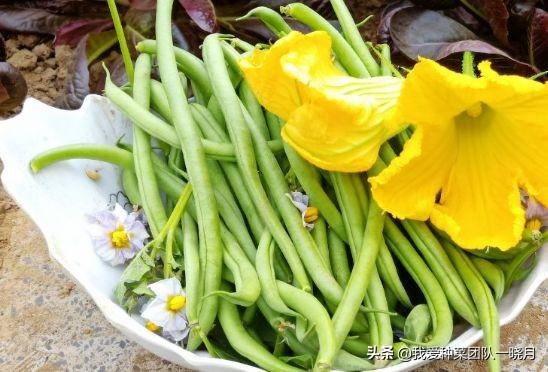 皮扁豆(这些品种的无架地豆角，种植简单省事，还能多茬采收)